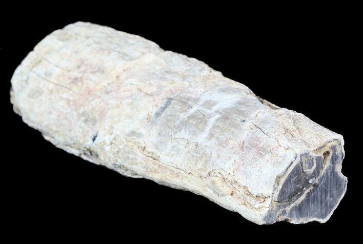 Polished Petrified Wood Limb - Madagascar #54605